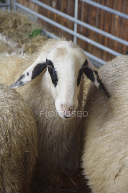 Retrato de carneiro carinthian ou de ovelha dos óculos — Fotografia de Stock