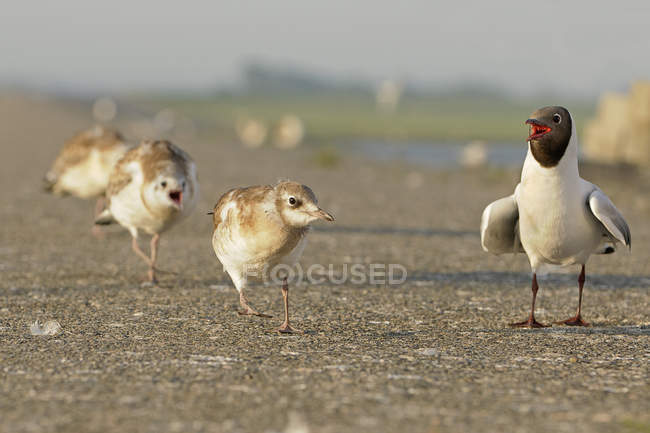Germany, Schleswig-Holstein, Black-headed gulls, Chroicocephalus ridibundus, Adult and young animals — Stock Photo