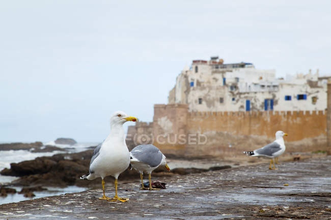 Morocco, Essaouira, view to fortress, three seagulls standing in front — Stock Photo