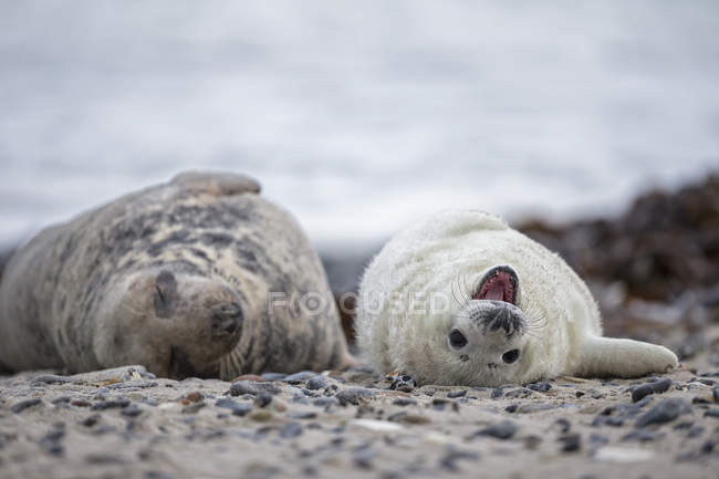 Foca grigia adulta e cucciolo di foca grigia sulla spiaggia di giorno, Duene Island, Helgoland, Germania — Foto stock