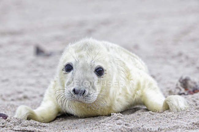 Bonito filhote de foca cinza deitado na praia durante o dia, Duene Island, Helgoland, Schleswig-Holstein, Alemanha — Fotografia de Stock