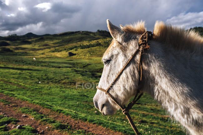 Peru, Cusco, profile of a horse and natural landscape in sunset light — Stock Photo