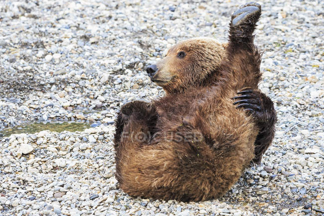 Brown bear lying on stones at Brooks Falls, Katmai National Park, Alaska, USA — Stock Photo