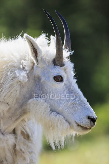 Canadá, Alberta, Montanhas Rochosas, Parque Nacional Jasper, Parque Nacional Banff, retrato de cabra de montanha — Fotografia de Stock
