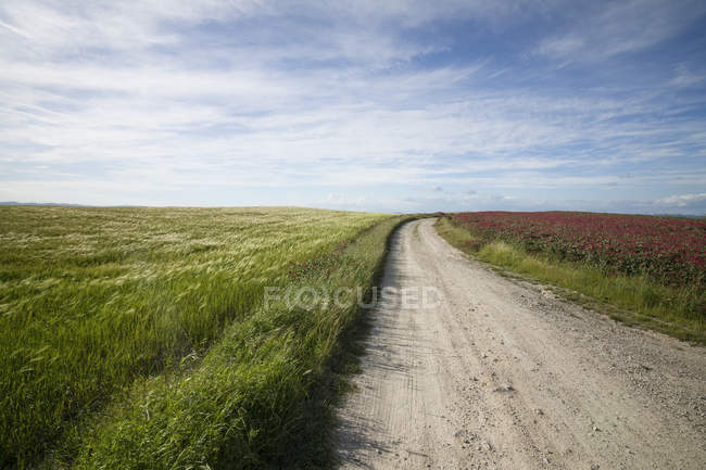 Vista da paisagem típica com pista de terra perto de Siena na Província de Siena, Toscana, Itália
, — Fotografia de Stock