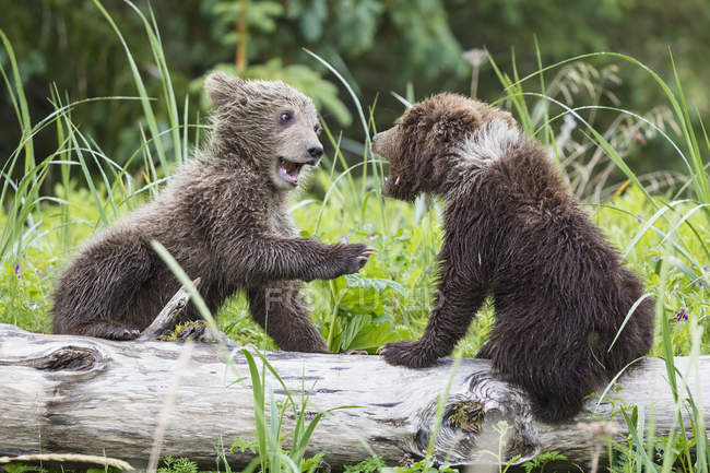 Jovens ursos pardos brincando no Lake Clark National Park and Preserve, Alasca, EUA — Fotografia de Stock