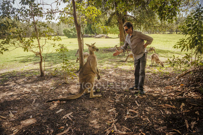 Australia, Nueva Gales del Sur, hombre preparándose para hacer apretón de manos con canguro - foto de stock