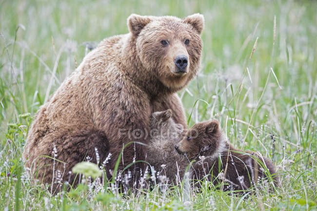 Mãe parda urso alimentando filhotes de urso em grama verde com flores no Parque Nacional Lake Clark e Preserve, Alasca, EUA — Fotografia de Stock