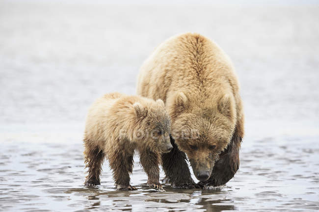 Бурый медведь и медвежонок кормящие мидии на озере Кларк Национальный парк и заповедник, Аляска, США — стоковое фото
