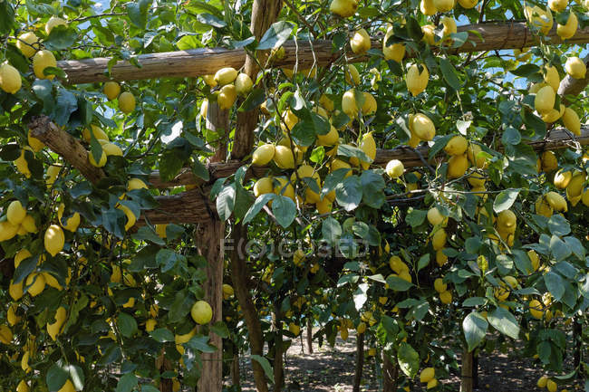 Lemon Plantation With Ripe Lemons On Branches Citrus Fruits Grown Lemon Plantation With Ripe Lemons On Branches Citrus Fruits Grown Your Own Stock Photo 181912942