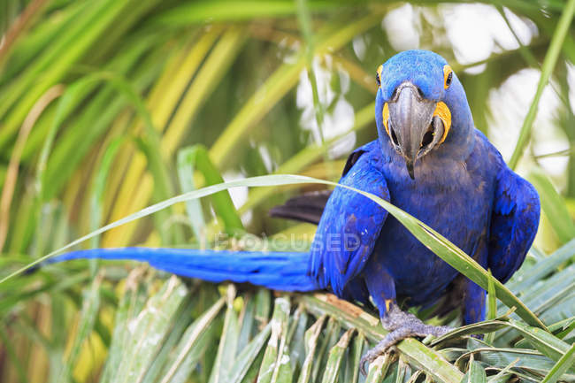 Brasile, Mato Grosso, Mato Grosso do Sul, Pantanal, suocero giacinto (Anodorhynchus hyacinthinus) pappagallo seduto sulla palma — Foto stock