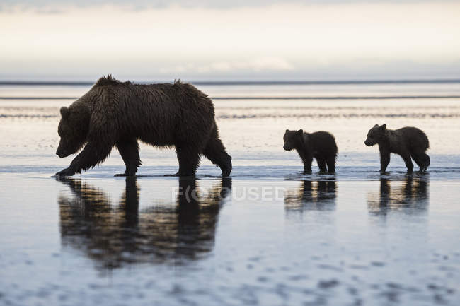 USA, Alaska, Lake Clark National Park and Preserve, Brown bear with cubs searching for mussels in lake — Stock Photo