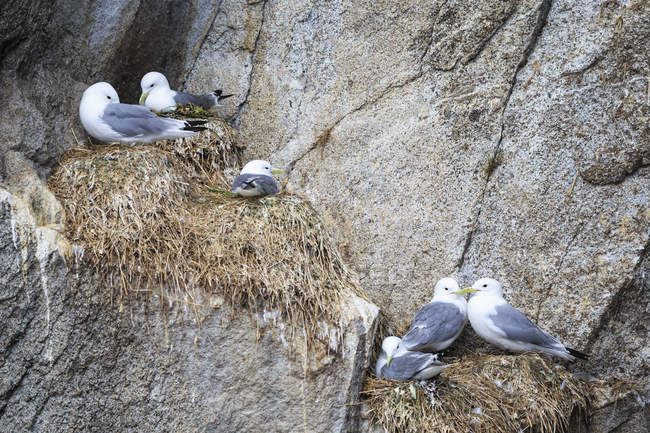 USA, Alaska, Seward, Resurrection Bay, view to six black-legged Kittiwake (Rissa tridactyla) breeding on a rock — Stock Photo