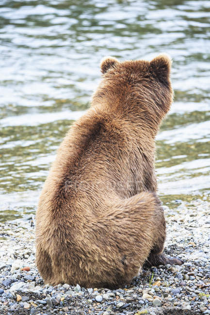 Задній вид бурий ведмідь, сидячи у воді в Брукс падає, Katmai Національний парк, Аляска, США — стокове фото
