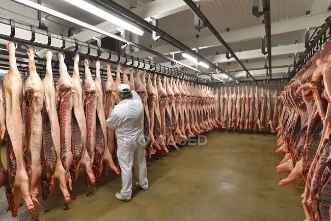 Мясник проверяет сторону свинины в холодильнике скотобойни — стоковое фото