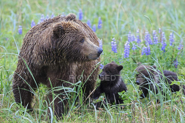 Бурий ведмідь з ведмежатами, стоячи в озеро Кларк Національний парк і заповідник, Аляска, США — стокове фото