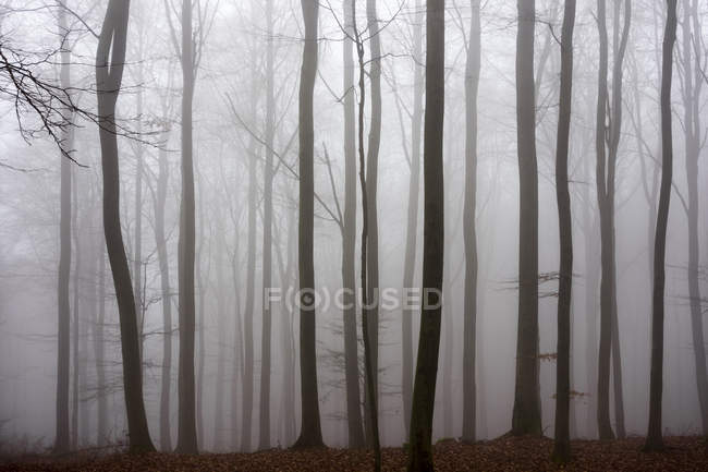 Alemania, Hesse, niebla en el parque natural Taunus - foto de stock