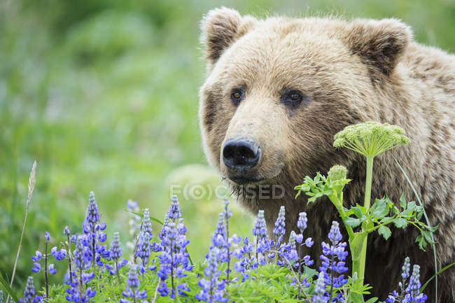 Крупним планом подання бурий ведмідь (Урсус arctos) в малювати lupine квіти на галявині — стокове фото