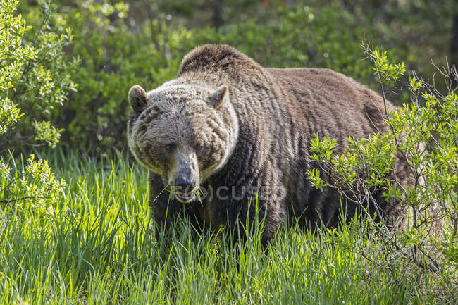 Maschio Grizzly orso in erba verde sul prato — Foto stock