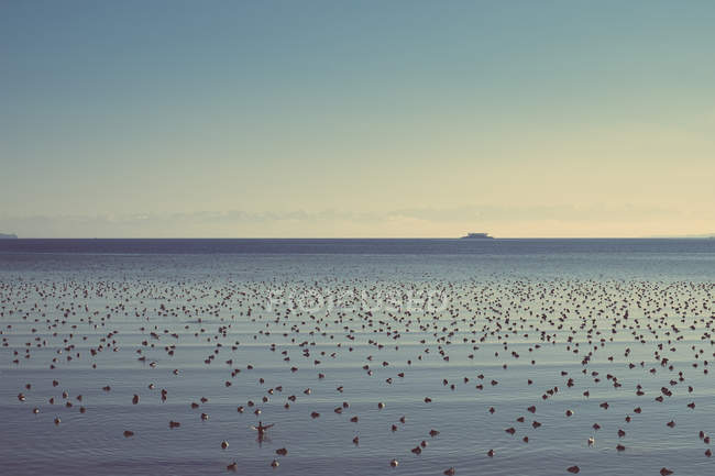 Alemania, Baden-Wuerttemberg, Constanza, Lago de Constanza con muchas aves acuáticas - foto de stock