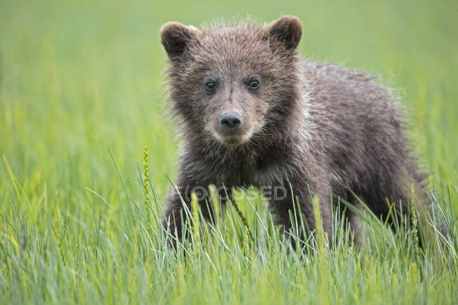 Cachorro oso pardo (Ursus arctos) de pie en el prado - foto de stock