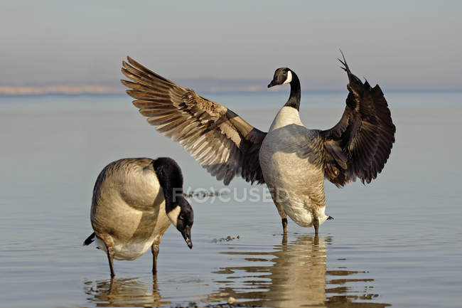Dos gansos de Canadá de pie en el agua con alas extendidas - foto de stock