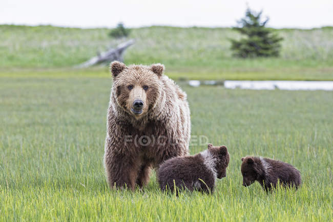 Urso castanho com filhotes em pé no Parque Nacional Lake Clark e Preserve, Alasca EUA — Fotografia de Stock