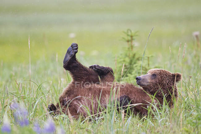 Brown bear (Ursus arctos) lying down on green meadow — Stock Photo