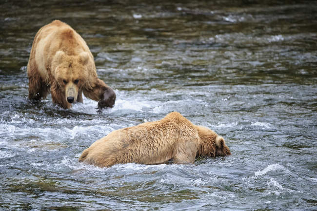 Dos osos pardos alimentándose en Brooks Falls, Parque Nacional Katmai, Alaska, EE.UU. - foto de stock