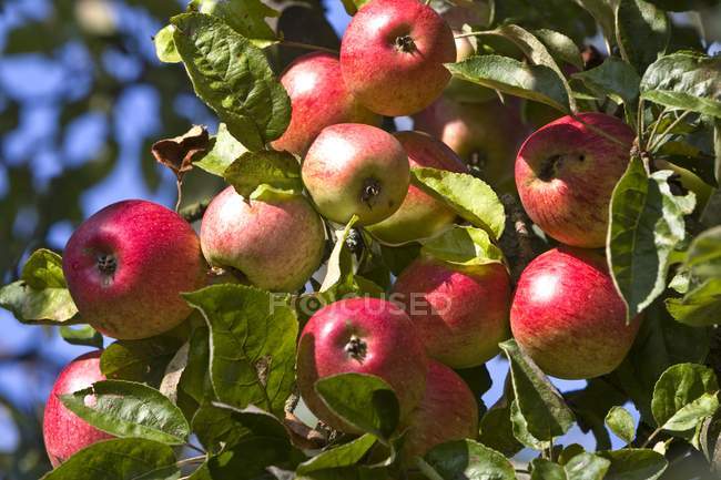 Close-up of Ripe red apples growing on tree — Stock Photo