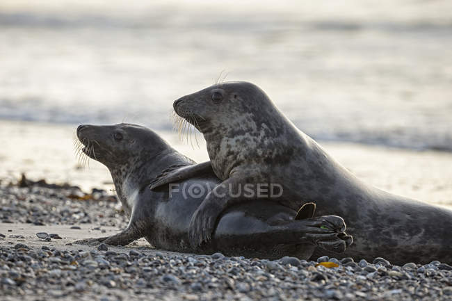 Днем на пляже играет пара серых тюленей, Гельголанд, Германия — стоковое фото
