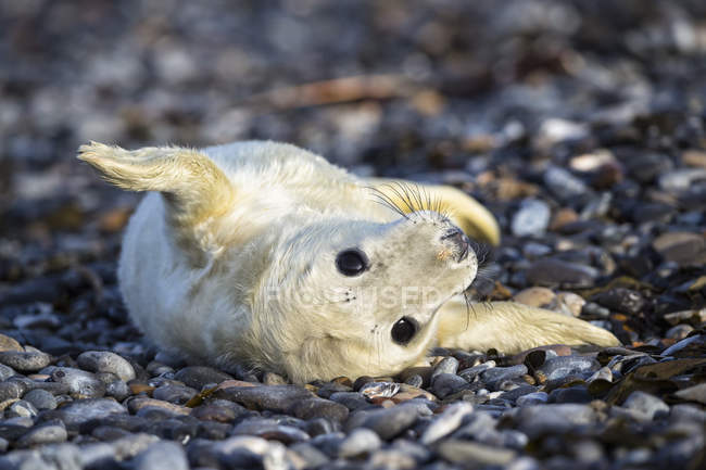Carino cucciolo di foca grigia sdraiato sulla spiaggia di ghiaia di giorno, Duene Island, Helgoland, Germania — Foto stock