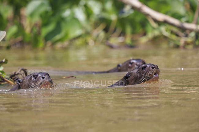 Sudamérica, Brasilia, Mato Grosso do Sul, Pantanal, Río Cuiaba, nutrias europeas flotando en el río - foto de stock