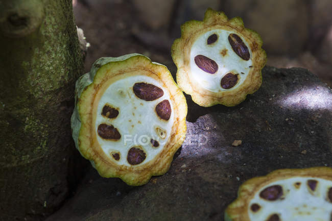 Sri Lanka, Ganetenna, Balana, Cocoa beans — Stock Photo