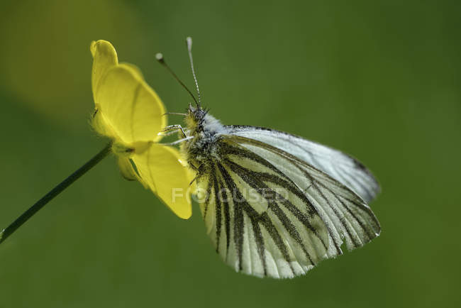 Alemania, Mariposa blanca de venas verdes, Pieris napi, sentada sobre flor  — primer plano, planta - Stock Photo | #181922586