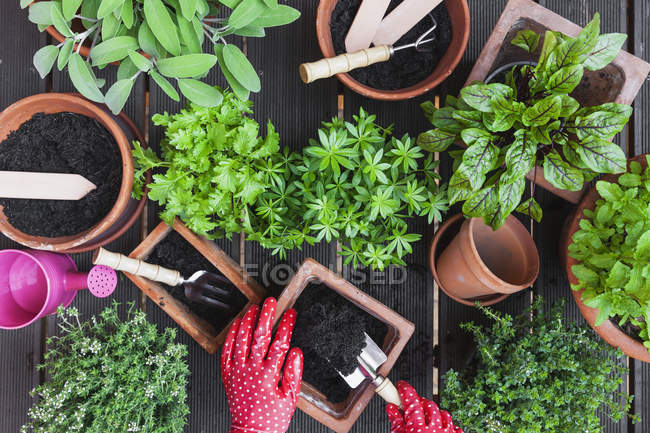Garten-, Heil- und Küchenpflanzen — Stockfoto