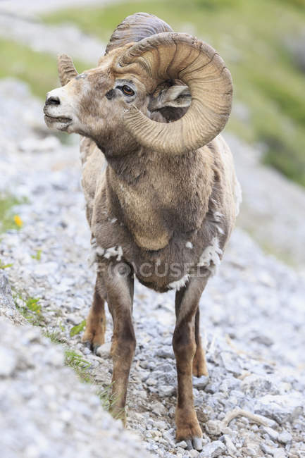 Canada, Alberta, Parco nazionale Jasper, Parco nazionale Banff, pecore bighorn di montagna — Foto stock