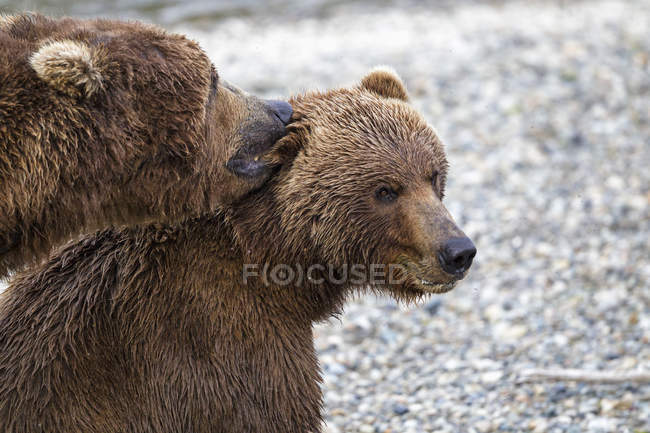 Ursos castanhos acasalando no Parque Nacional Katmai, Alasca, EUA — Fotografia de Stock