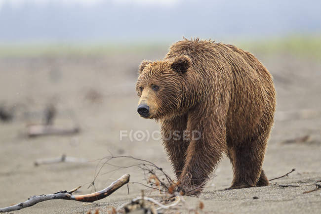 Бурый медведь (Ursus arctos) на песчаной почве — стоковое фото
