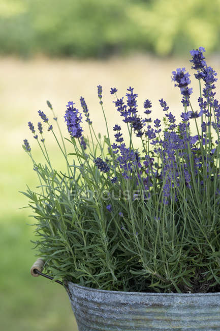 Lavender blooming in pot outdoor, green background — Stock Photo