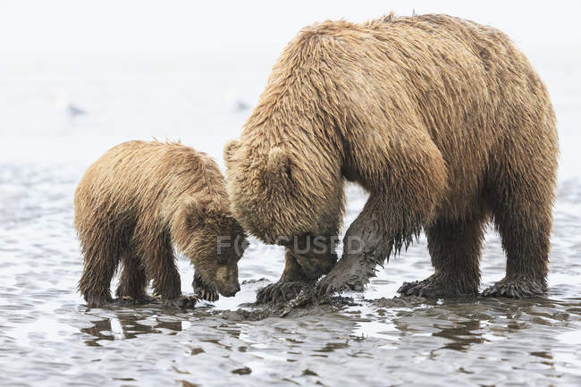 Cozze da foraggio per cuccioli di orso bruno al Lake Clark National Park and Preserve, Alaska, USA — Foto stock