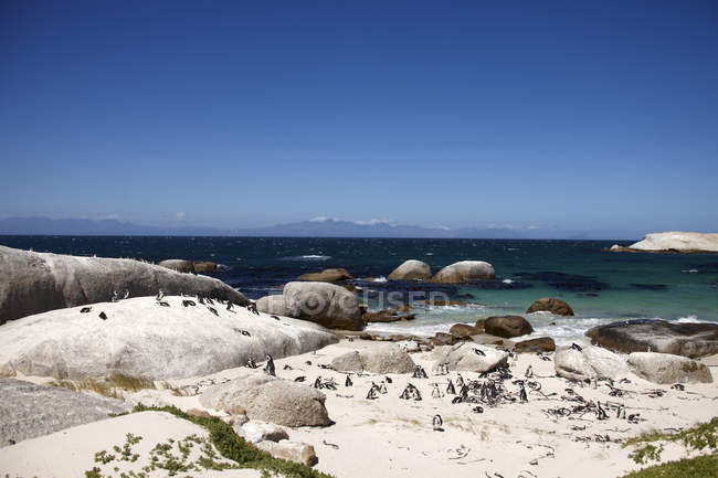 Afrique du Sud, Simonstown, Pingouins à pieds noirs marchant sur la côte — Photo de stock