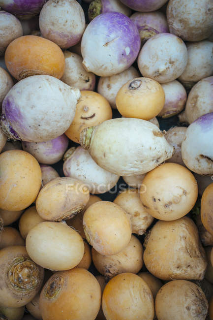 Gros plan des navets frais violets et blancs en tas au marché fermier — Photo de stock