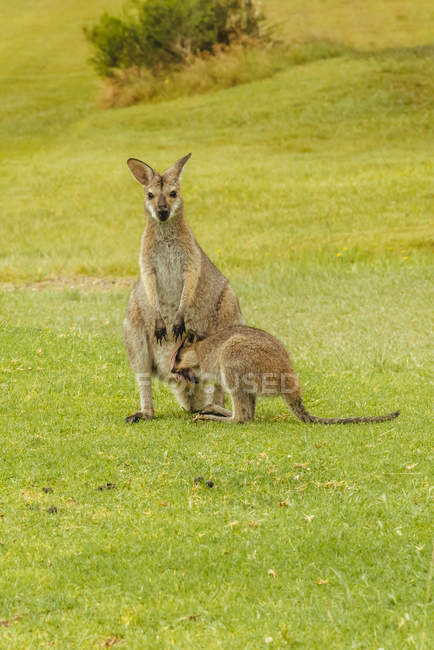 Australia, Hawks Nest, canguri (Macropus giganteus) sul campo da golf — Foto stock