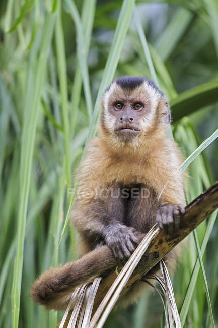 Primer plano del mono capuchino sentado en la rama del árbol verde durante el día - foto de stock