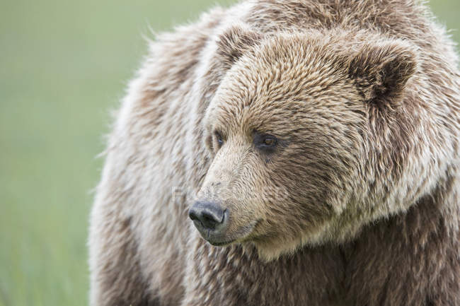 Крупный план бурого медведя (Ursus arctos) — стоковое фото