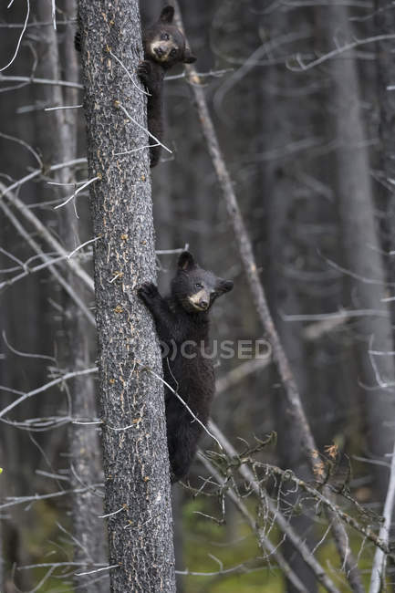Cachorros de oso negro americano trepando en el árbol durante el día, Parque Nacional Jasper, Alberta, Canadá - foto de stock