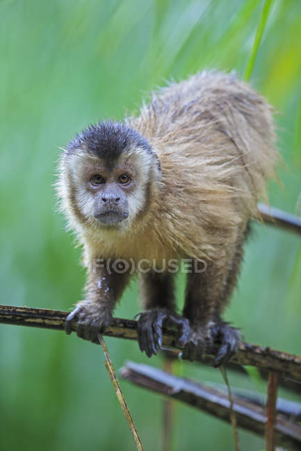 Großaufnahme eines Kapuzineraffen, der tagsüber auf einem Zweig eines grünen Baumes sitzt — Stockfoto
