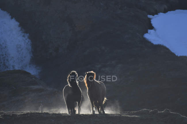 Ісландія, два ісландських коней в сутінки — стокове фото