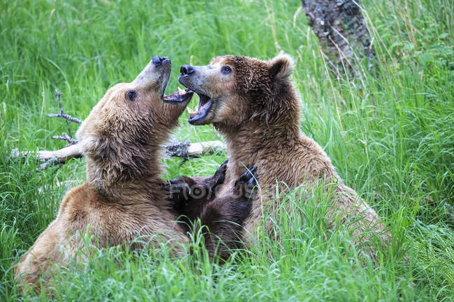 Два бурых медведя играют днем, Национальный парк Катмай, Аляска, США — стоковое фото